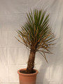 yucca filifera 1500