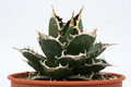 agave titanota weisse stacheln 3676