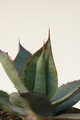 agave bovicornuta la oscta 8429