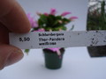 schlumbergera thor pandora 1562