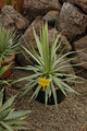 agave dasylirioides dealbata
