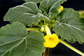 uncarina roeoesliana 15