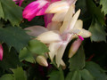 schlumbergera gold charme 01