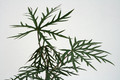jatropha multifida 3565