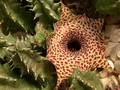 huernia reticulata 01