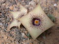 huernia quinta 03
