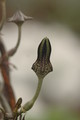 ceropegia stapeliaeformis 8758