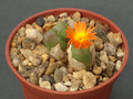 conophytum x marierianum 1655.jpg
