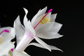 schlumbergera salvador brasil 008