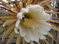 selenicereus grandiflorus 5469
