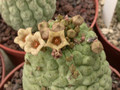 trichocaulon cactiforme 01
