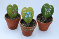 hoya kerrii bemalt 3866