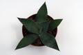 agave palmeri lz 2025 0136