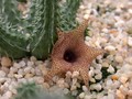 huernia x distincta