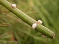 rhipsalis dissimilis 03