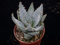 aloe peglerae 02