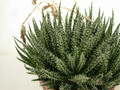 aloe haworthioides 03