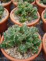 euphorbia fruticosa 1118