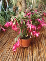 schlumbergera salza dancer 4692