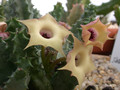 huernia primuli mbb6607 02
