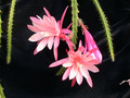 aporocactus vivide03
