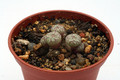 conophytum scitulum 2791