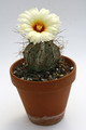 astrophytum capricorne minor sierra chiffron 9826