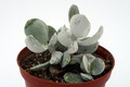 adromischus leucophyllus 0822
