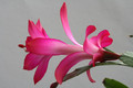 schlumbergera buckleyi charles lemaire 6345