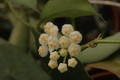 hoya lacunosa 1145