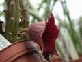 huernia keniensis04