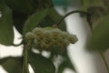 hoya lacunosa 4055 01 a