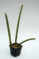sansevieria stuckyi 5748
