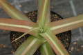 agave nizandensis 8668