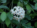 hoya carnosa3
