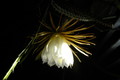 selenicereus coniflorus 1374