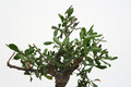 commiphora foliacea somalia 3598