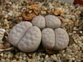 lithops gracilidelineata waldroniae c243 03