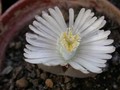 lithops villetii kennedyi01