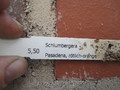 schlumbergera pasadena 7686