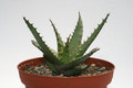 aloe broomii 7704