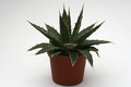 agave difformis 8802
