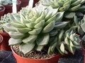 echeveria turgida