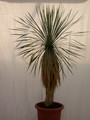 yucca rostrata 1492