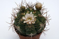 gymnocalycium tilcarense mg490 35 9935