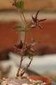 brachystelma tuberosum 1411
