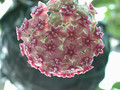 hoya purpurea fusca bali 7364 02