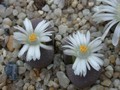 lithops optica1