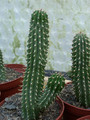 hoodia macrantha
