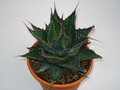 agave montana